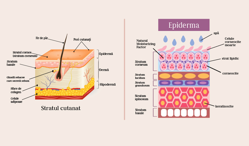 Care sunt structurile celulare ale pielii?